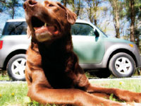 Honda Element – Большая радость для собак